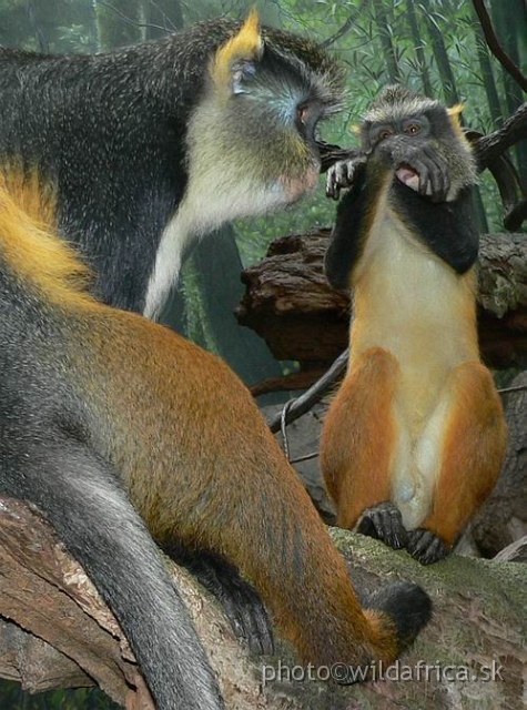 congo wolf baby 3.jpg - Wolf's Guenon (Cercopithecus wolfi).